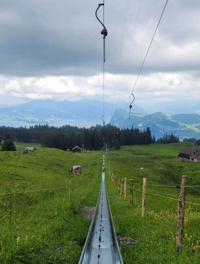 View down the Fräkigaudi toboggan track with cows grazing beside it and Lake Lucerne and mountains in the distance